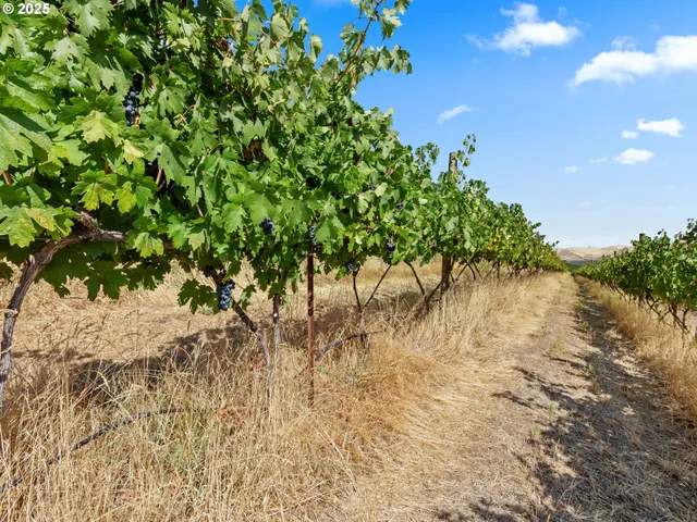 a view of a tree with a yard