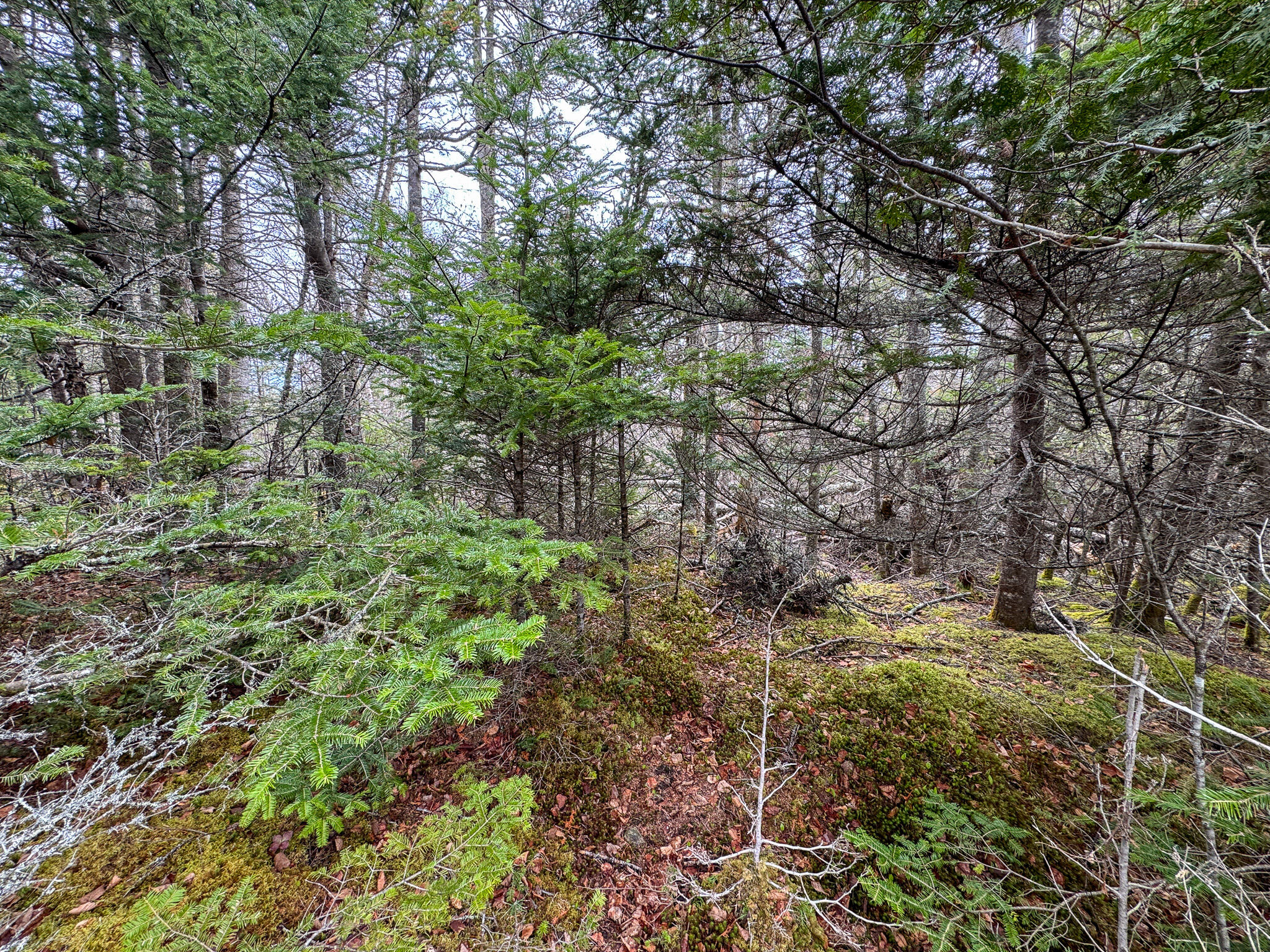 Lot 46 Yoho Head Road Machiasport, ME 04655 - Photo 13 of 22 IMG_4708