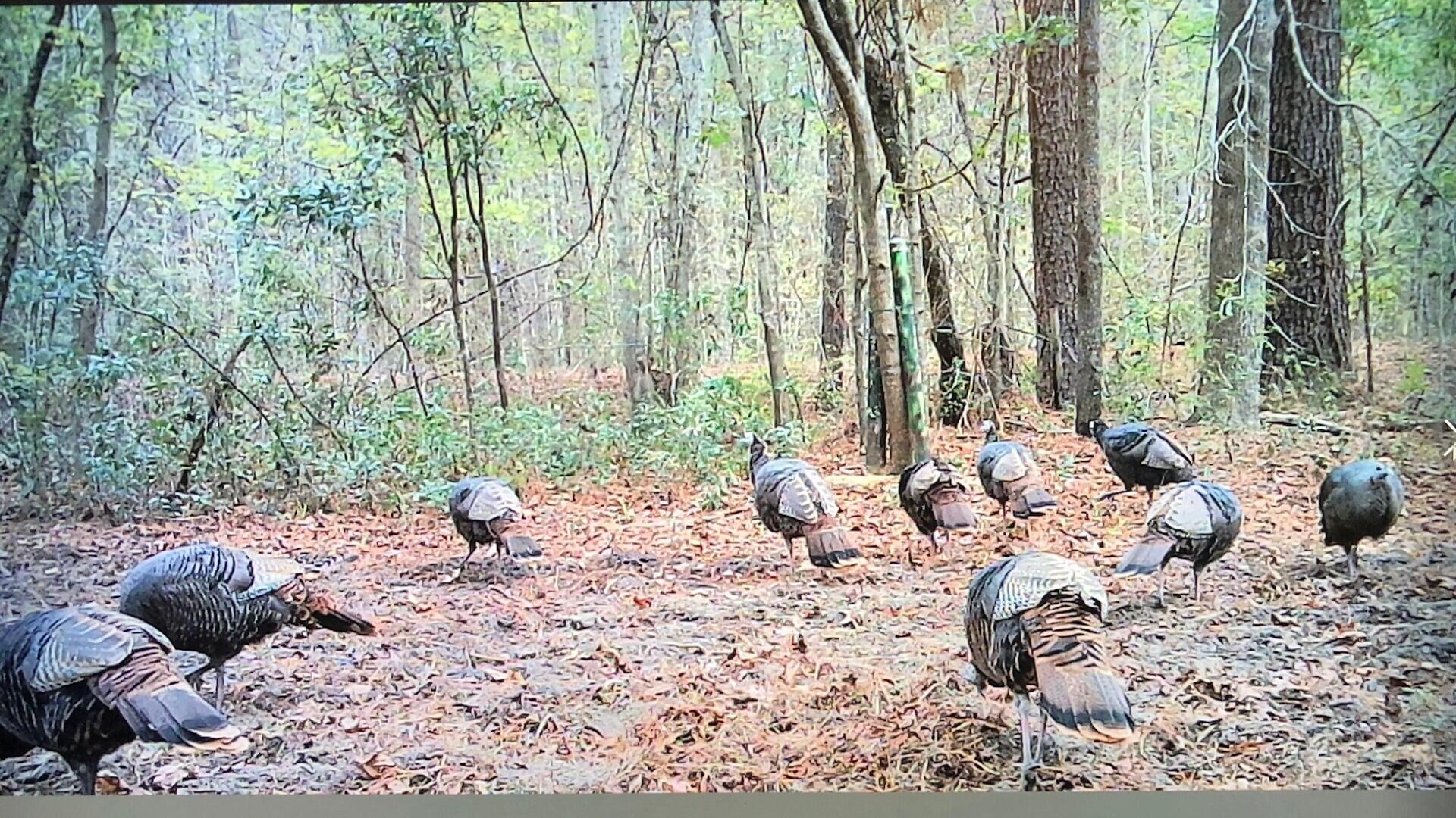 126 Walters Road Kingstree, SC 29556 - Photo 52 of 56 126 Walters wildlife pic 5