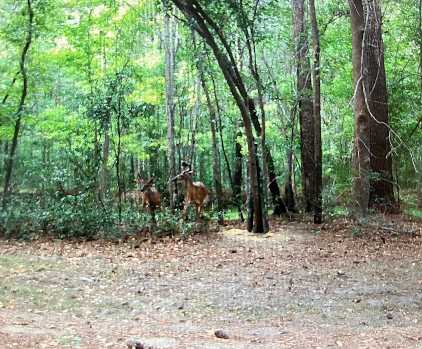 126 Walters Road Kingstree, SC 29556 - Photo 54 of 56 126 Walters wildlife pic 3