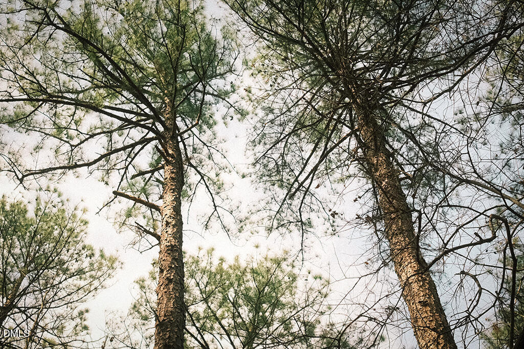 0 Ferguson Road Chapel Hill, NC 27516 - Photo 11 of 21 DSCF8705