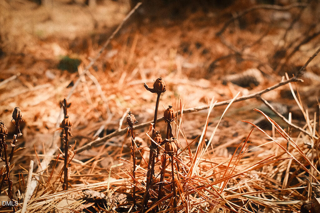 0 Ferguson Road Chapel Hill, NC 27516 - Photo 13 of 21 DSCF8712