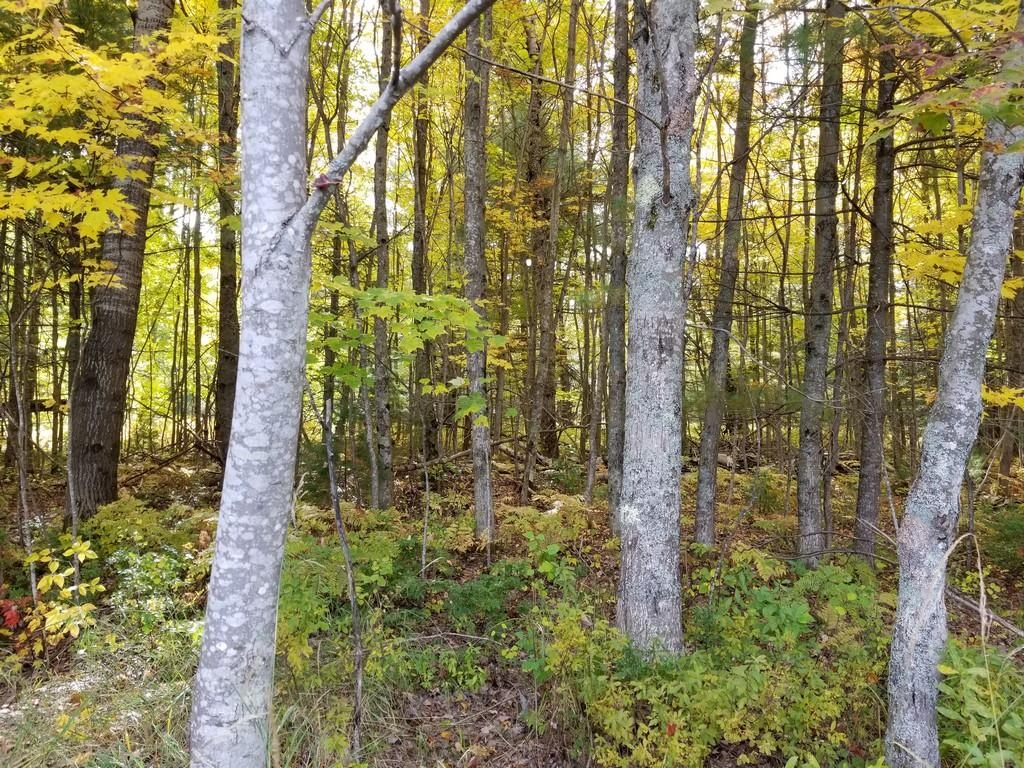 2089 Sigma Road Southeast Kalkaska, MI 49646 - Photo 23 of 57 1905734-22.JPG
