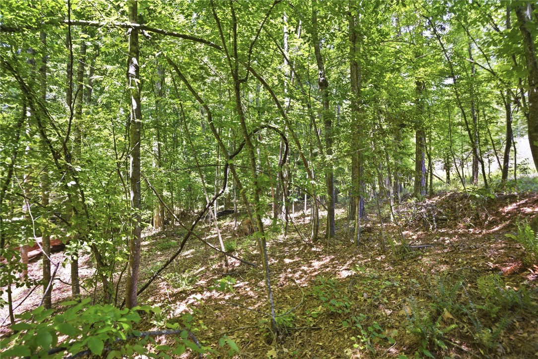 912 Watercrest Road West Union, SC 29696 - Photo 40 of 49 This tranquil wooded lot provides a natural canvas for your future home.