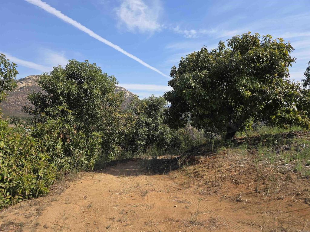 0 Couser Canyon Road Valley Center, CA 92082 - Photo 17 of 32 a view of a yard with plants and a trees