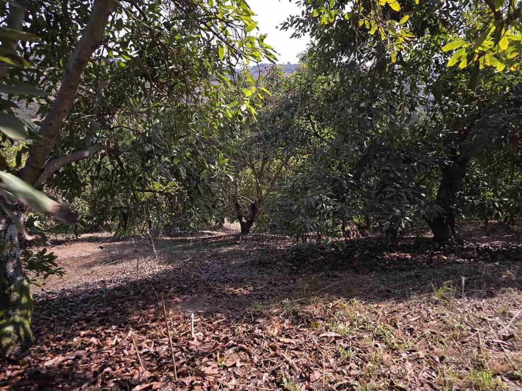 0 Couser Canyon Road Valley Center, CA 92082 - Photo 18 of 32 a view of a yard with plants and large trees