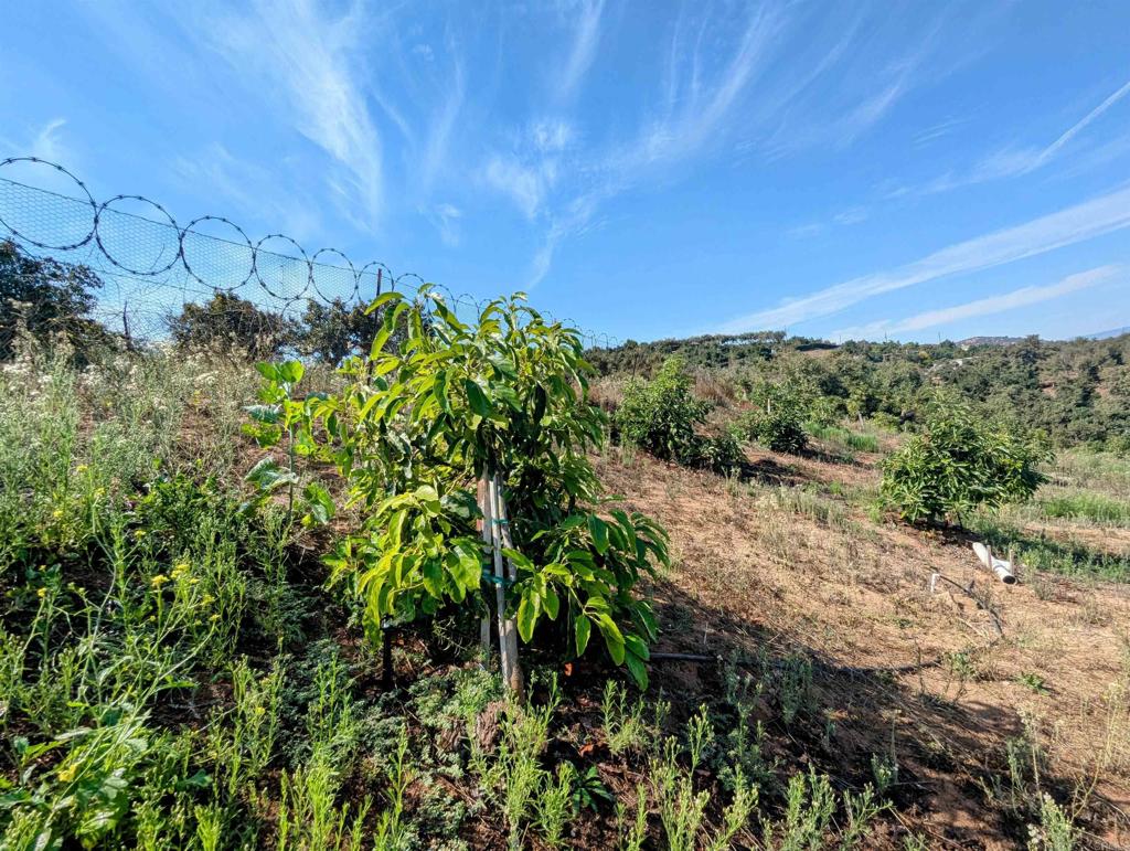 0 Couser Canyon Road Valley Center, CA 92082 - Photo 20 of 32 a view of a large yard with lots of green space
