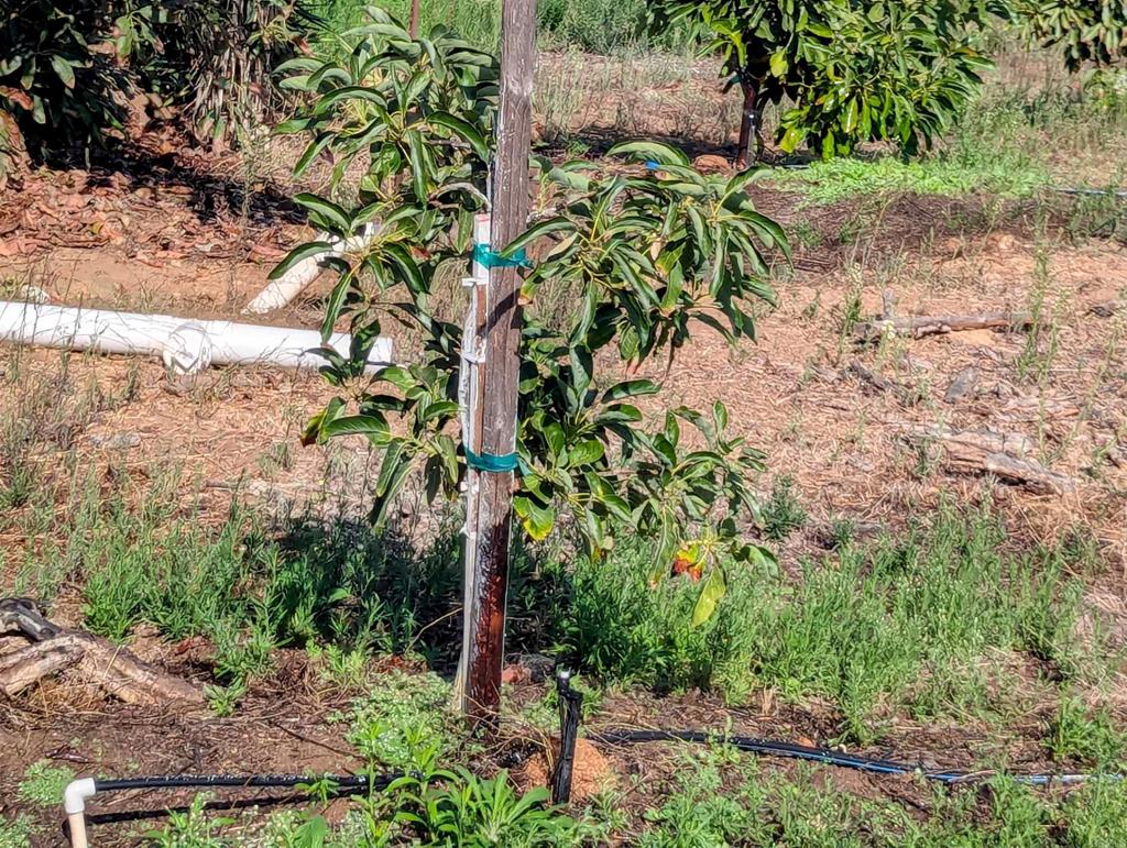 0 Couser Canyon Road Valley Center, CA 92082 - Photo 23 of 32 a plant of a tree