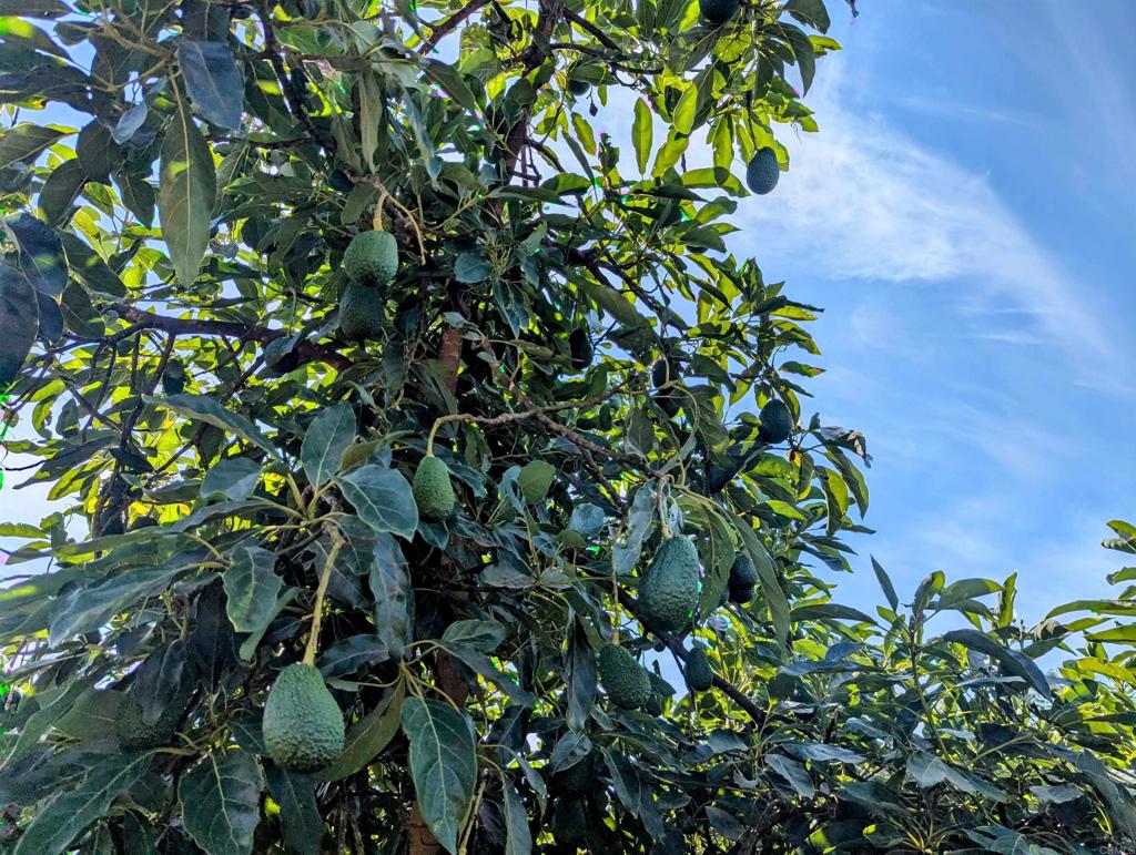 0 Couser Canyon Road Valley Center, CA 92082 - Photo 27 of 32 a backyard of a house
