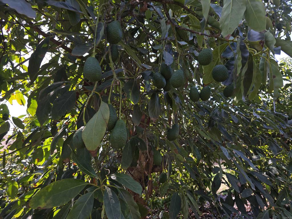 0 Couser Canyon Road Valley Center, CA 92082 - Photo 6 of 32 a picture of tree