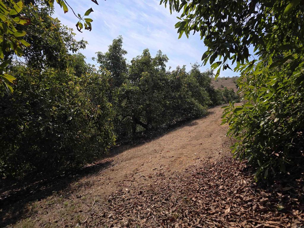 0 Couser Canyon Road Valley Center, CA 92082 - Photo 8 of 32 a backyard of a house with lots of green space