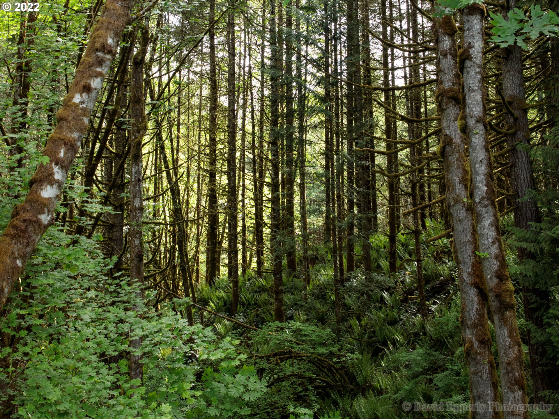 0 East Meissner Road Deer Island, OR 97054 - Photo 6 of 6