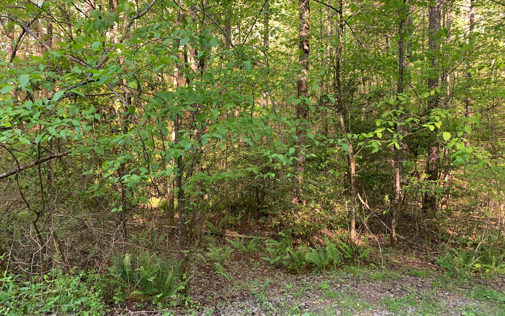 Lot #4 Hunter Vly Road Murphy, NC 28906 - Photo 13 of 14 Additional View