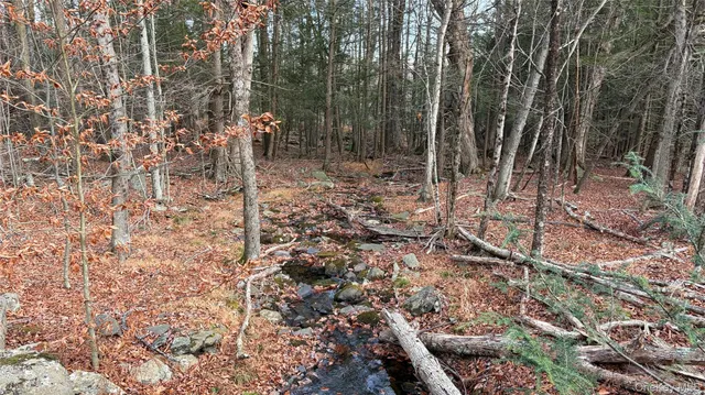 a view of a forest with a tree