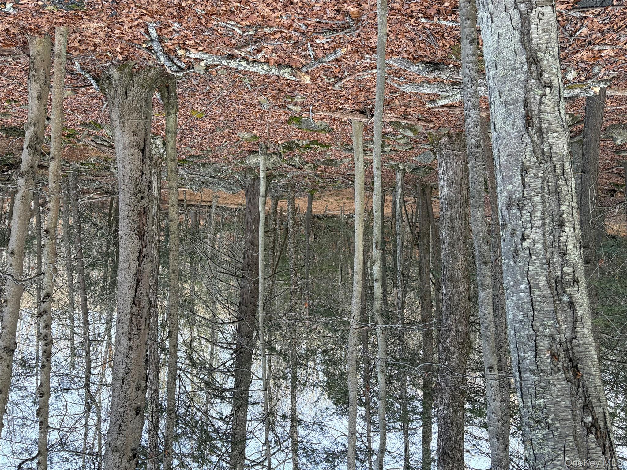 X Aldrich Road Mountain Dale, NY 12790 - Photo 12 of 27 a view of a forest