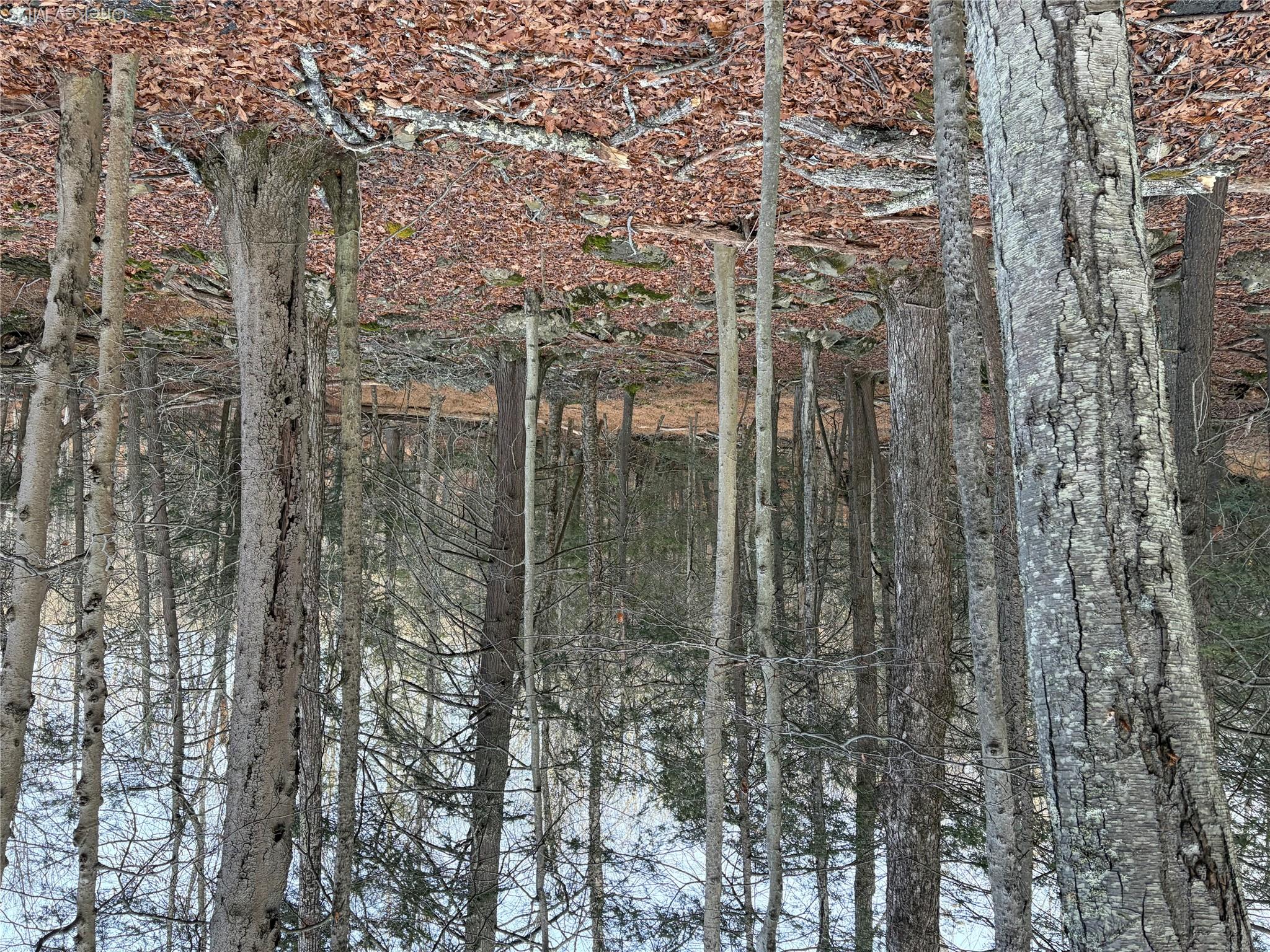 X Aldrich Road Mountain Dale, NY 12790 - Photo 12 of 27 View of woods