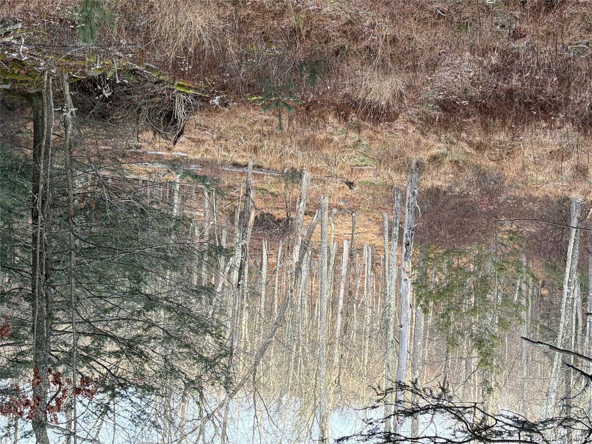 X Aldrich Road Mountain Dale, NY 12790 - Photo 17 of 27 a view of a yard with trees
