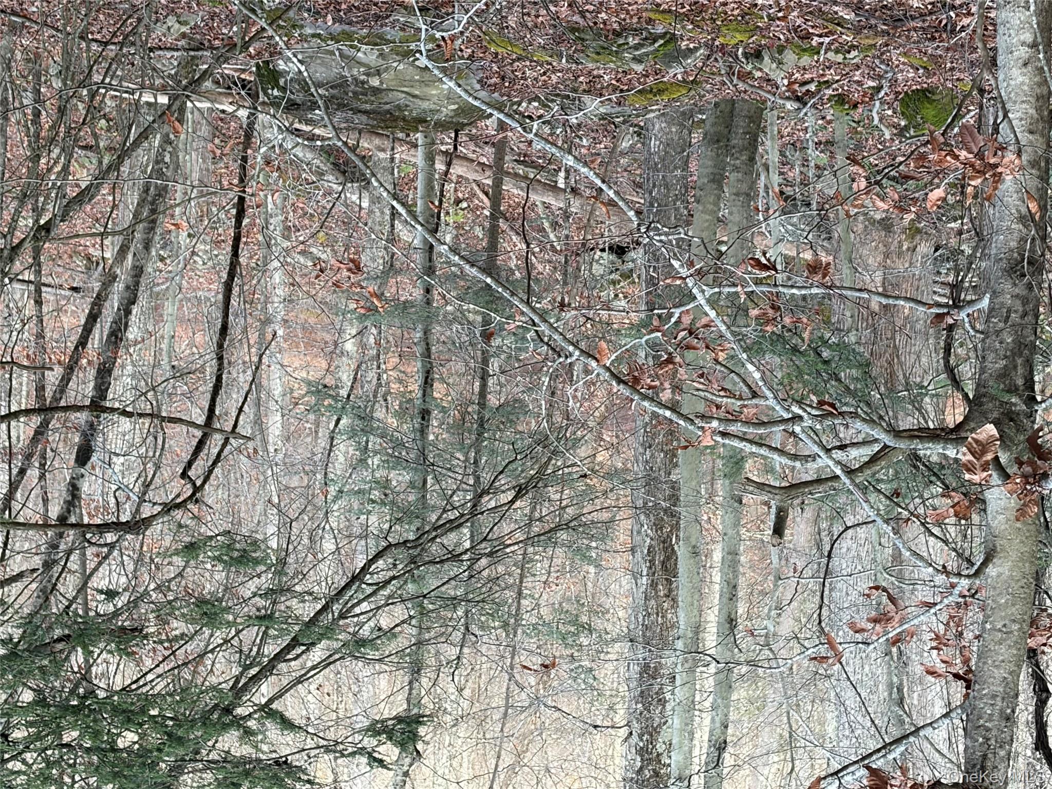 X Aldrich Road Mountain Dale, NY 12790 - Photo 18 of 27 a backyard of a house with lots of trees