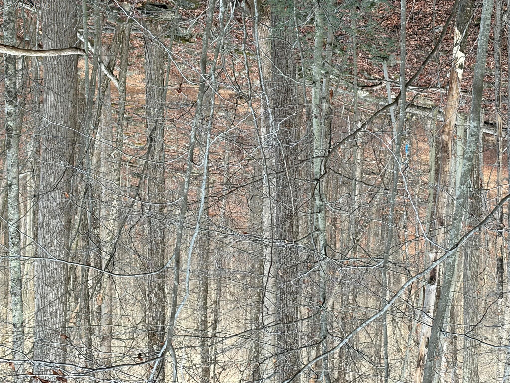 X Aldrich Road Mountain Dale, NY 12790 - Photo 21 of 27 View of tree filled area