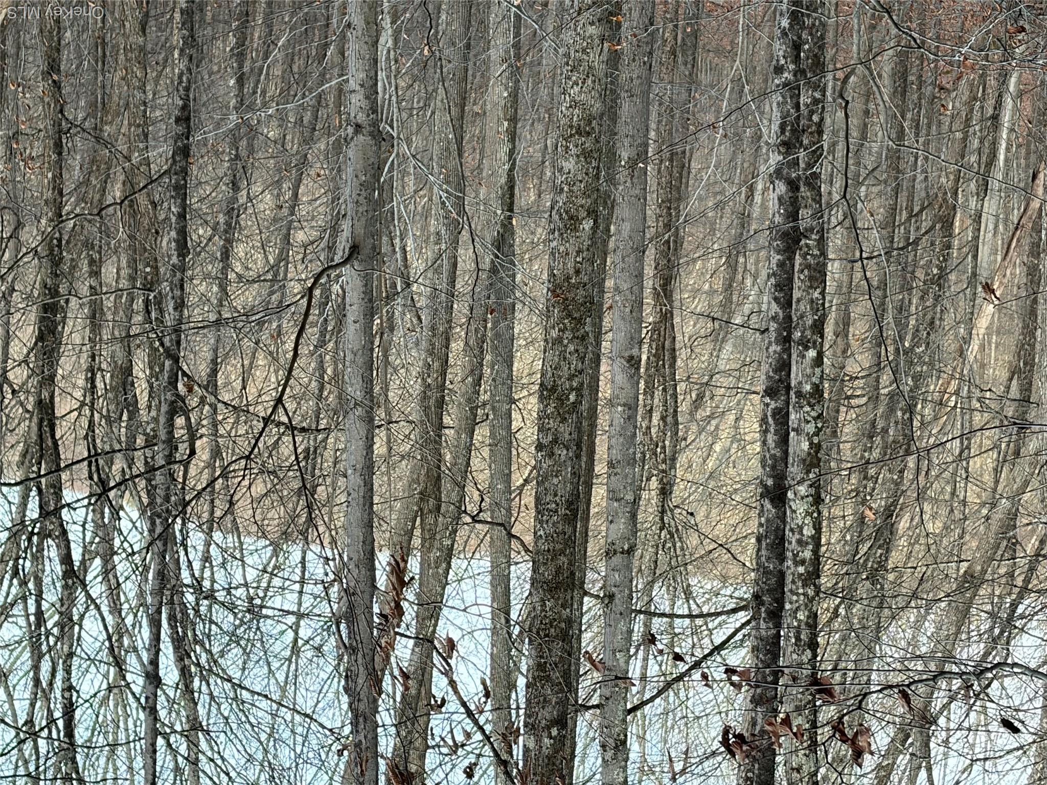X Aldrich Road Mountain Dale, NY 12790 - Photo 23 of 27 View of wooded area