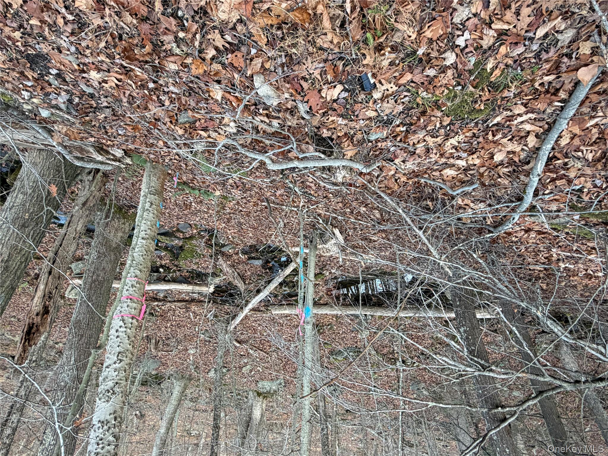 X Aldrich Road Mountain Dale, NY 12790 - Photo 24 of 27 a view of a forest with a tree