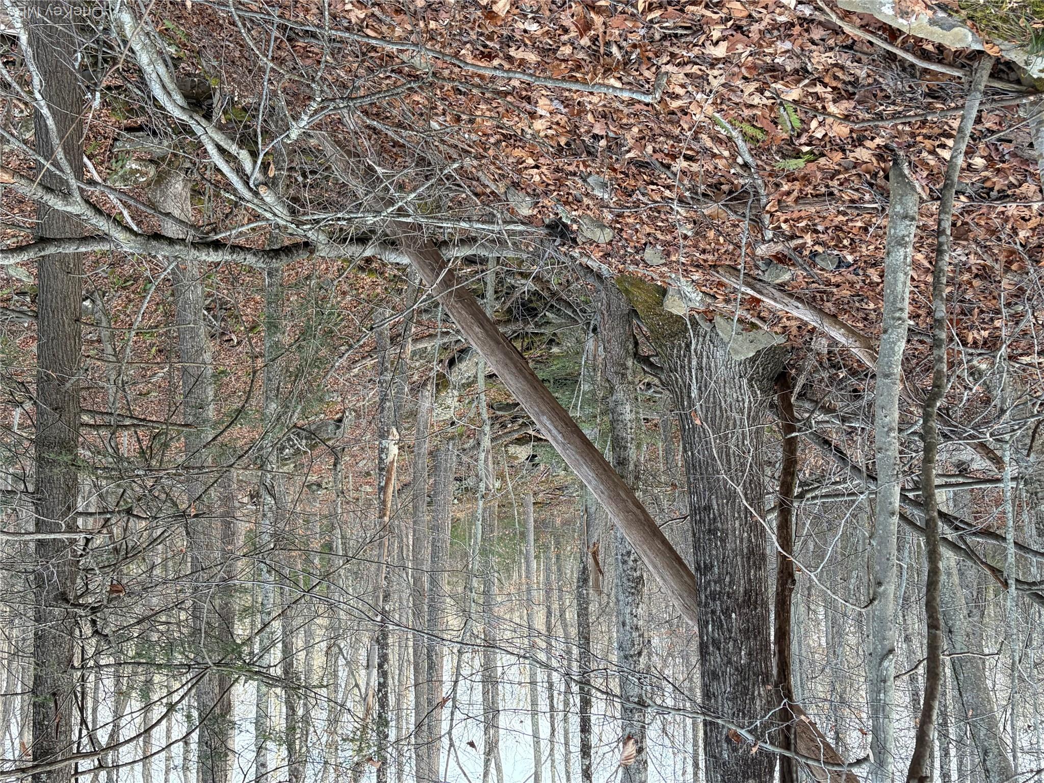 X Aldrich Road Mountain Dale, NY 12790 - Photo 26 of 27 View of tree filled area