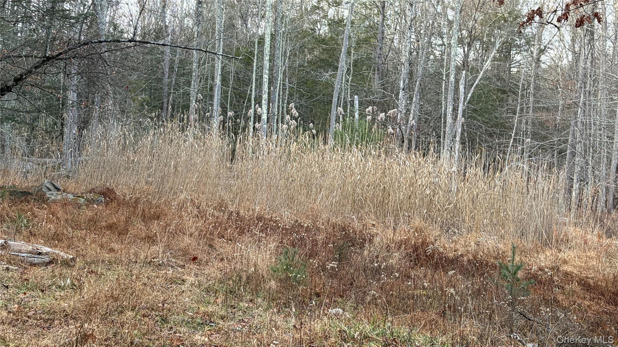 X Aldrich Road Mountain Dale, NY 12790 - Photo 6 of 27 a view of a forest with trees in the background