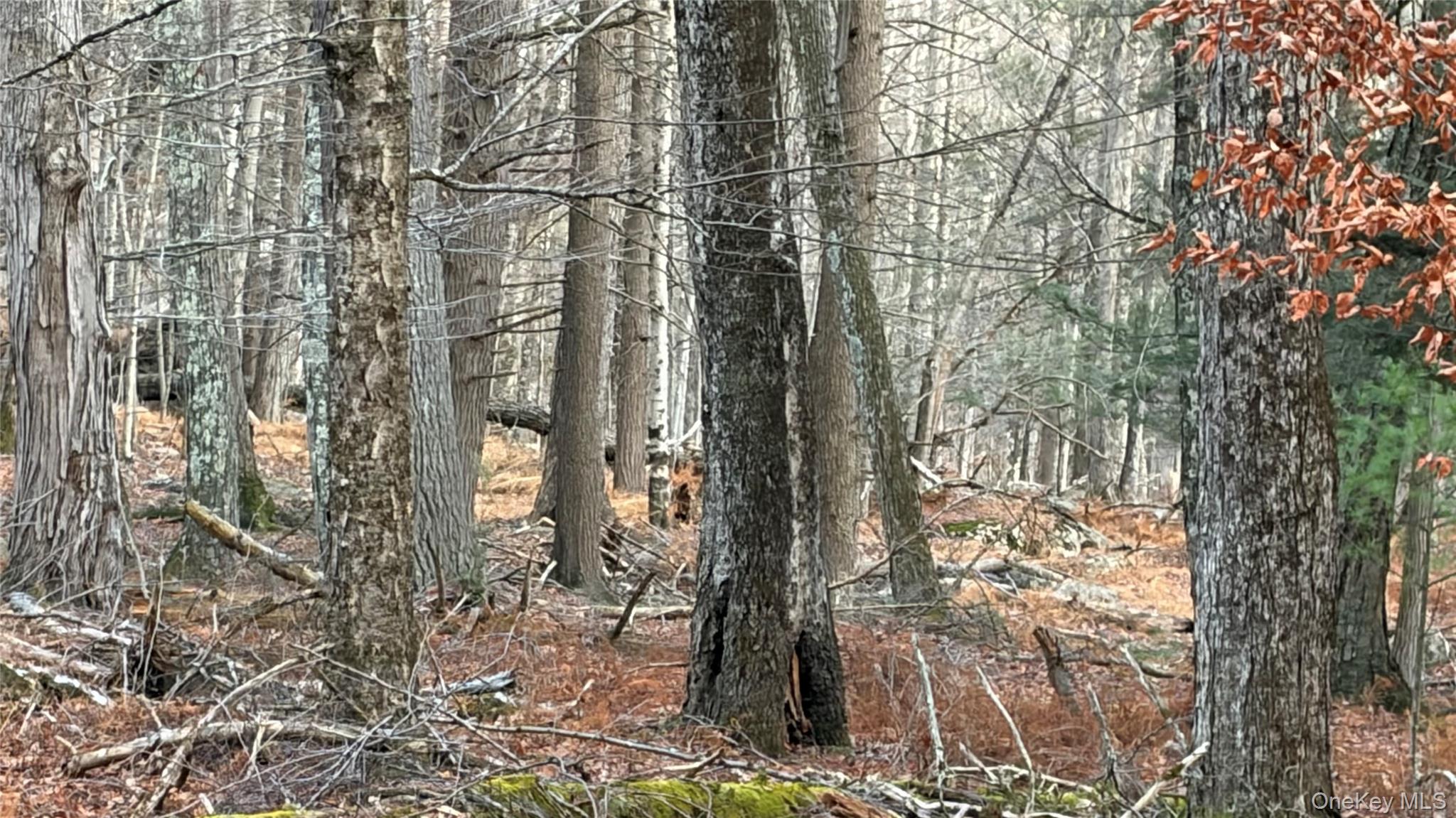 X Aldrich Road Mountain Dale, NY 12790 - Photo 7 of 27 a view of a forest filled with trees