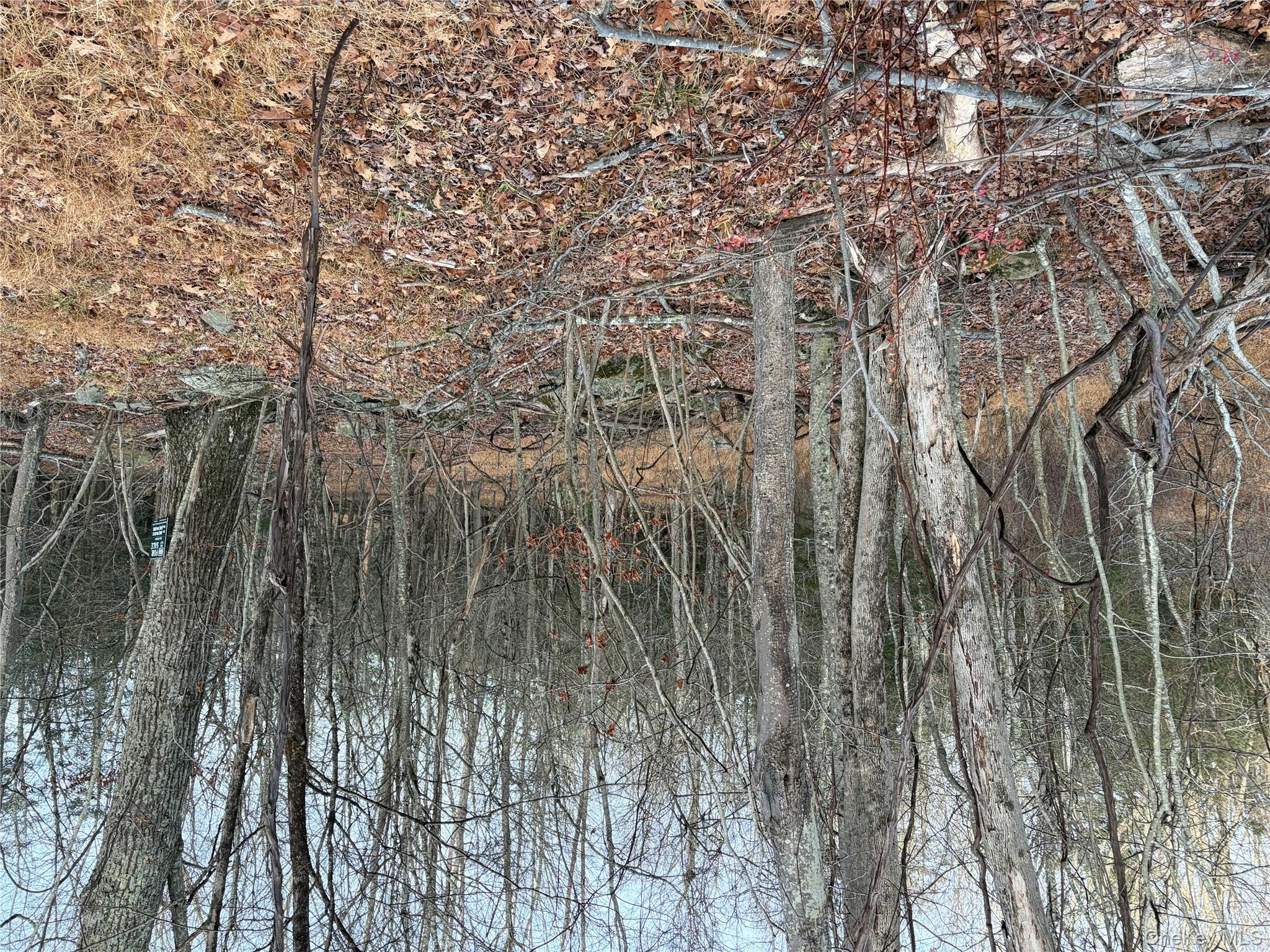 X Aldrich Road Mountain Dale, NY 12790 - Photo 8 of 27 a view of a yard with a trees