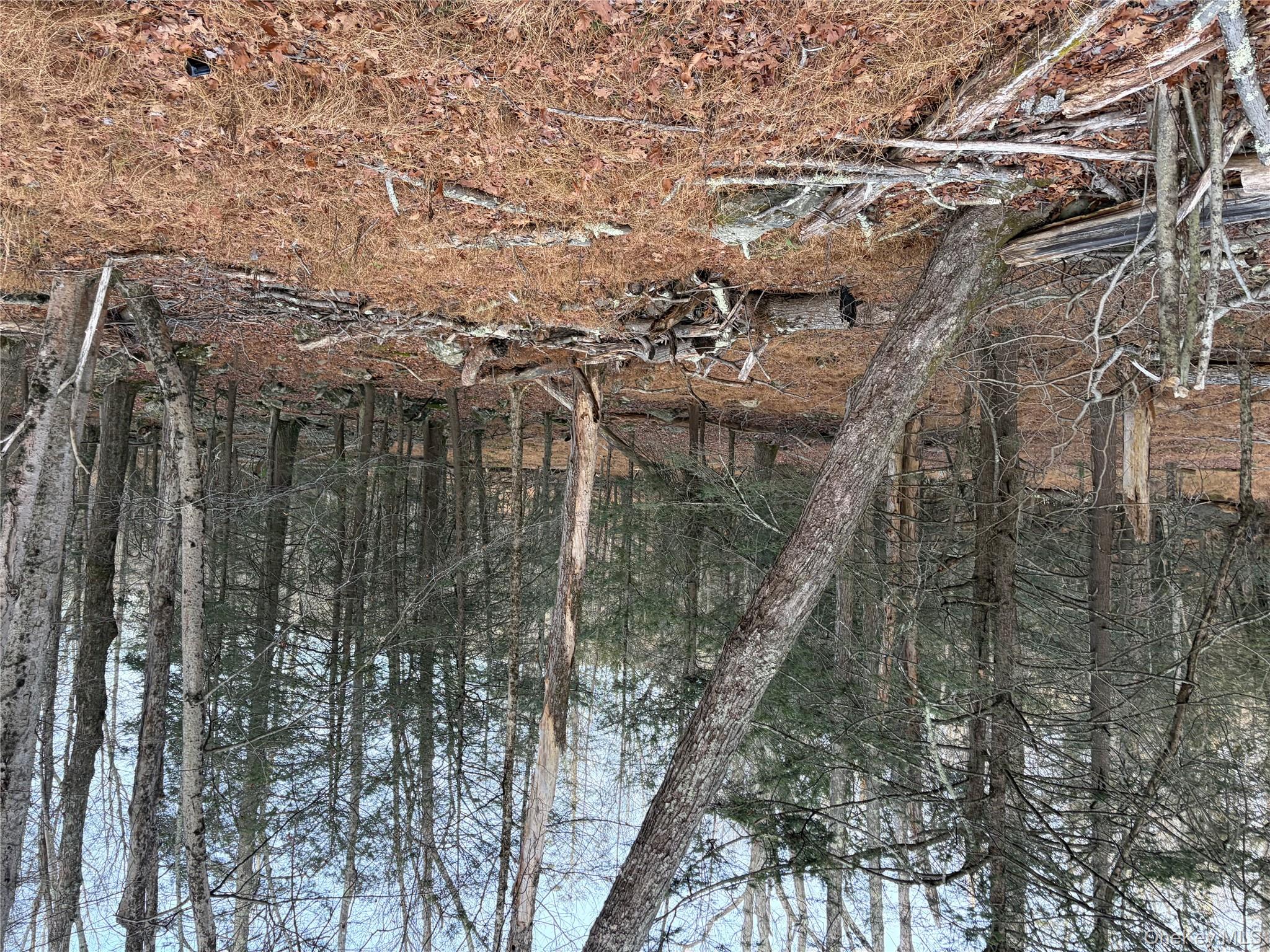 X Aldrich Road Mountain Dale, NY 12790 - Photo 10 of 27 a view of a forest filled with trees
