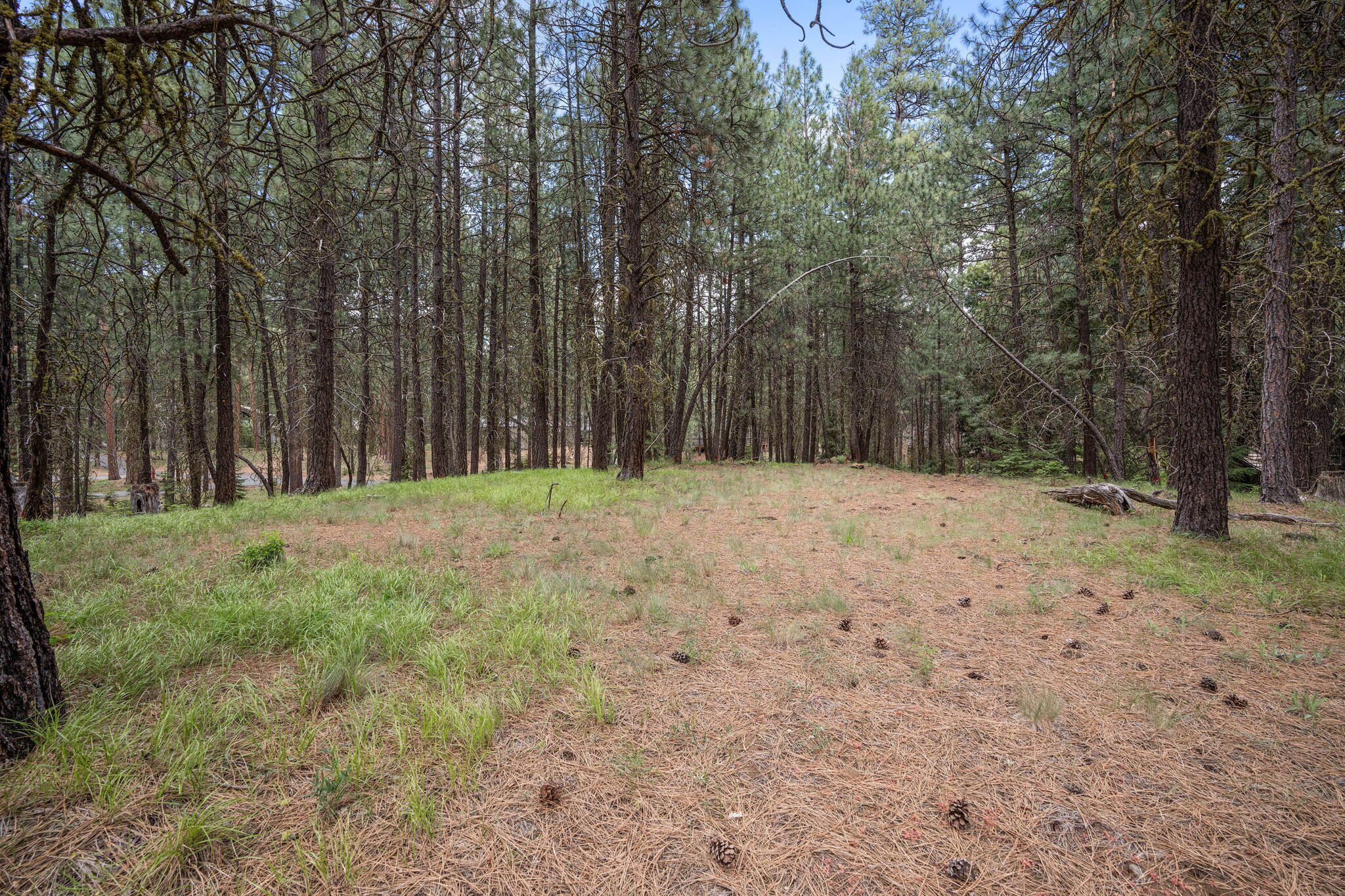 Undisclosed Address Black Butte Ranch, OR 97759 - Photo 12 of 24 a view of backyard with trees