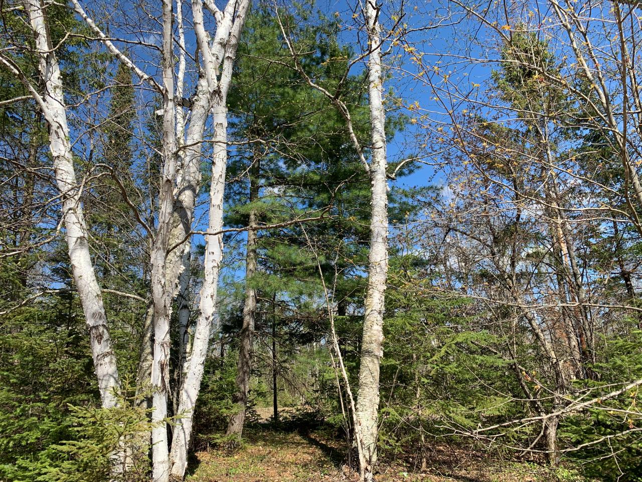 2211 Flowage Road Park Falls, WI 54552 - Photo 11 of 20 Gallery Image 11