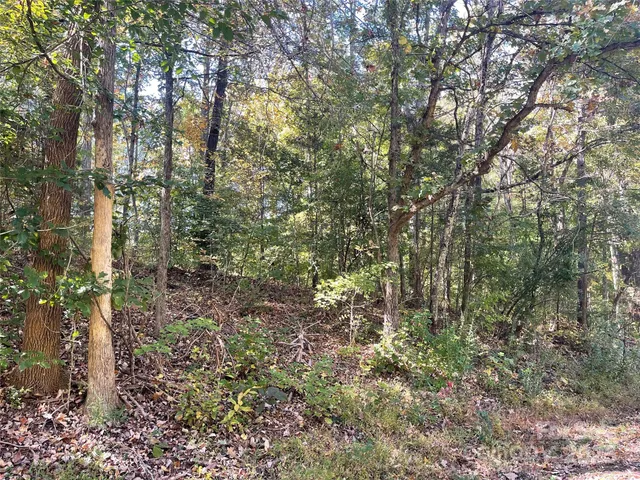a view of a forest with large trees