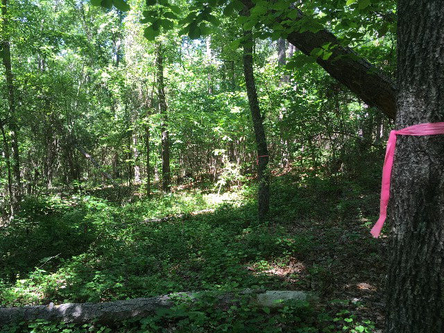 14.15-ac Dixie Clay Road Warrenville, SC 29851 - Photo 12 of 16 Gallery Image 12