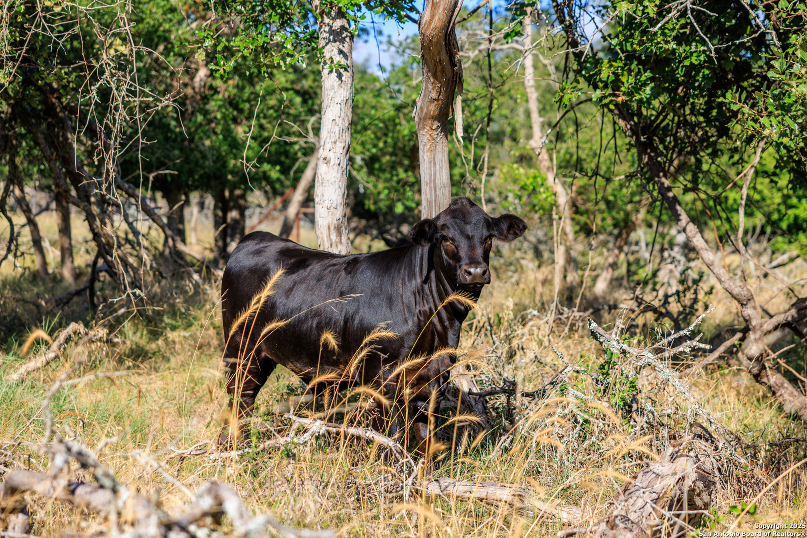 875 Gypsum Mine Road Fredericksburg, TX 78624 - Photo 9 of 29