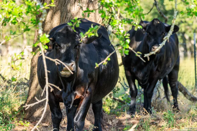 $2,697,570 | 875 Gypsum Mine Road, Fredericksburg, TX 78624
