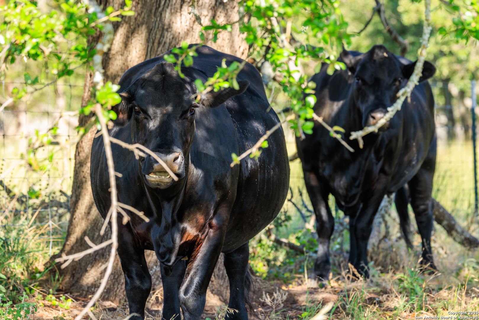 875 Gypsum Mine Road Fredericksburg, TX 78624 - Photo 10 of 29