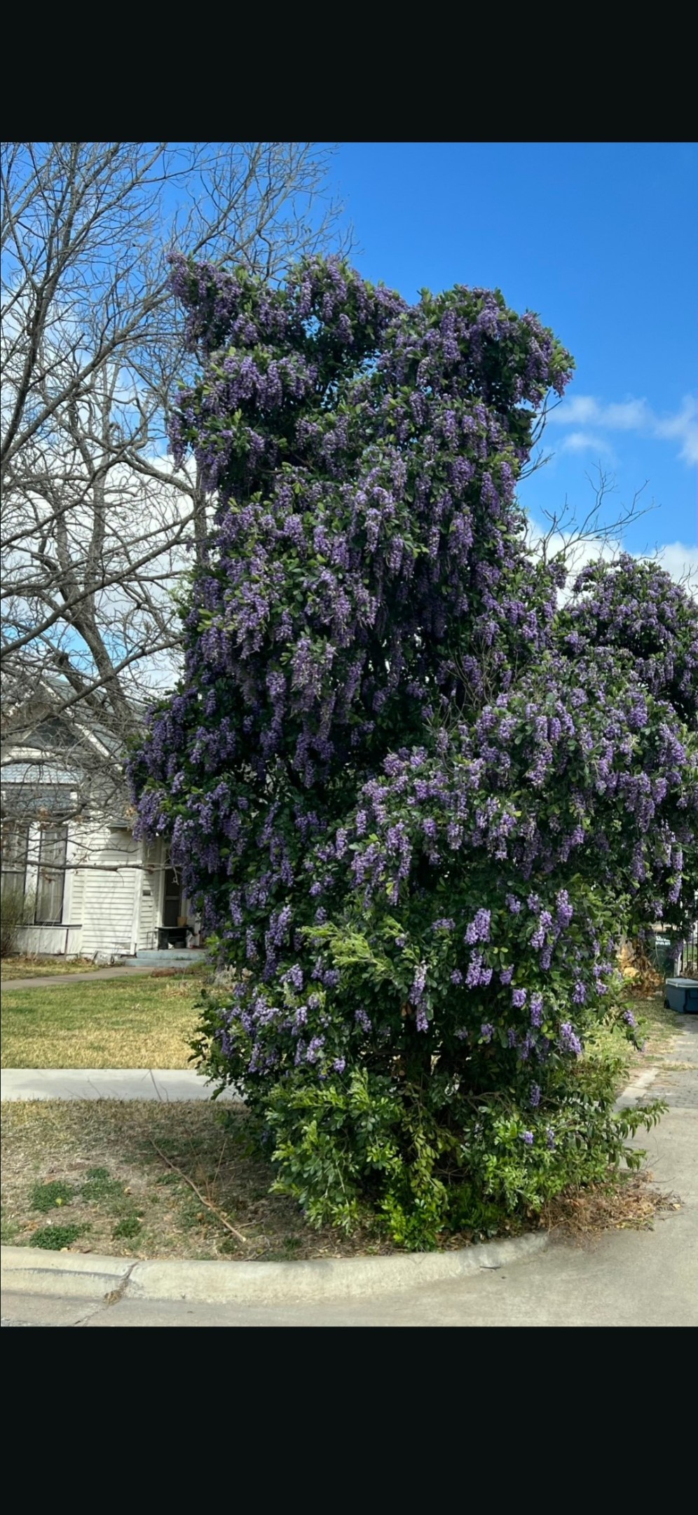 505 East 8th Street Georgetown, TX 78626 - Photo 6 of 6 a view of a houses with a yard