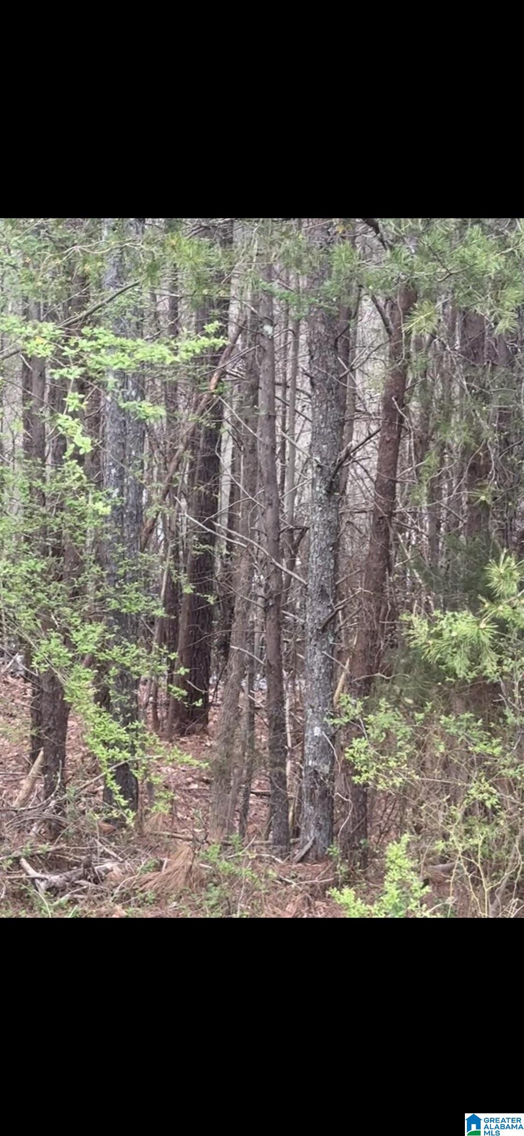2777 Nix Road Phil Campbell, AL 35581 - Photo 28 of 33
