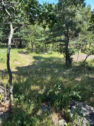 a view of a yard with a tree
