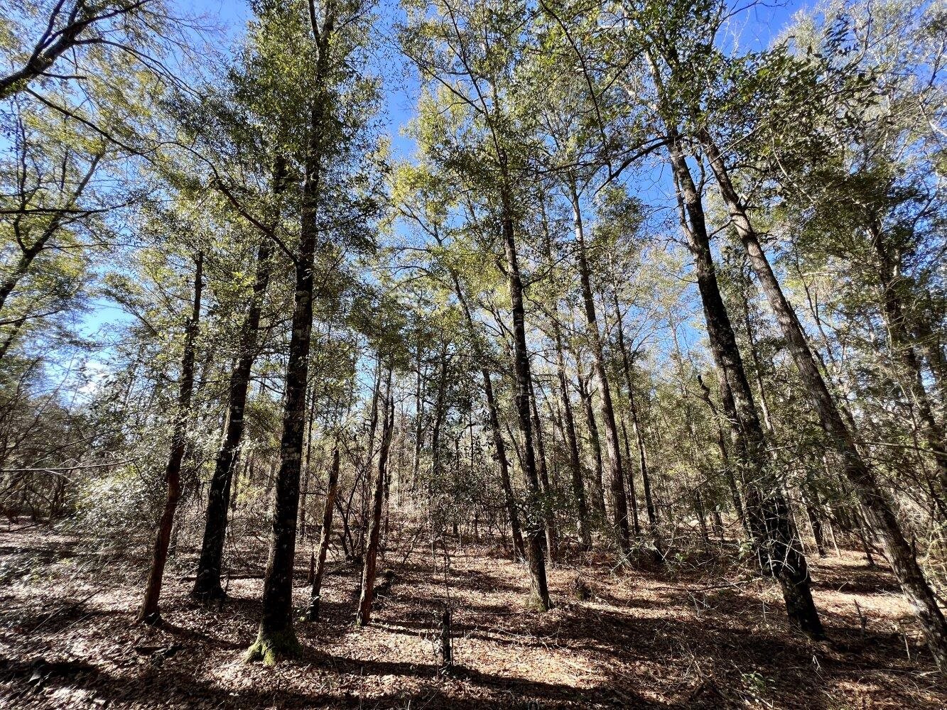0 Dixon Road Bay Minette, AL 36507 - Photo 19 of 50