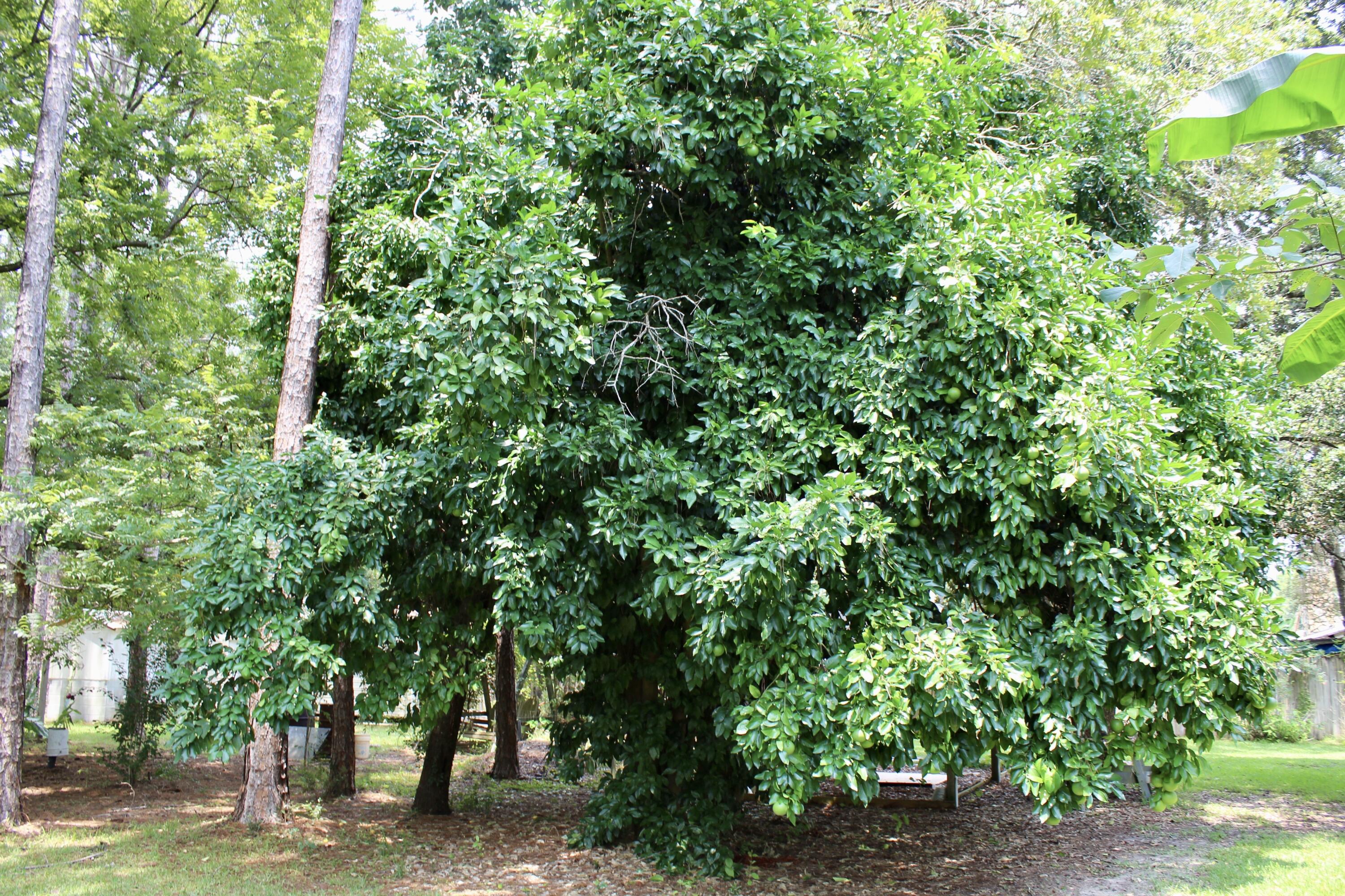 5446 Monterrey Road Crestview, FL 32539 - Photo 25 of 26 CV Trees