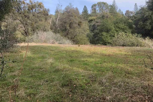 a view of large trees with yard