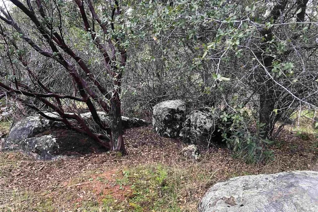 a view of a yard with trees