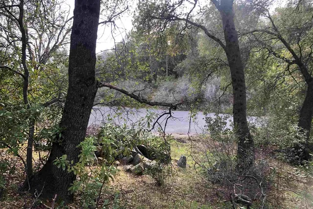 a view of a forest with trees in the background