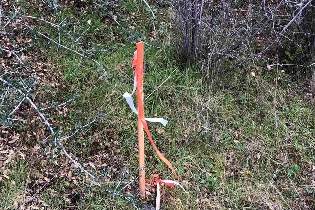 a view of a yard with a tree