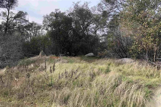 a view of a yard with a tree