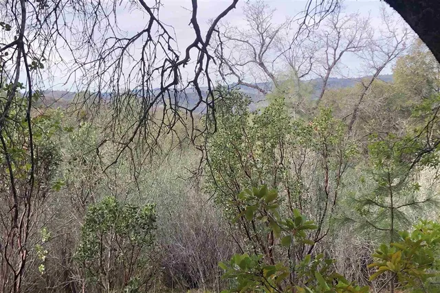 a view of a forest with trees in the background