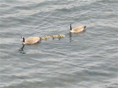 5775 Head Lake Road Hastings, MI 49058 - Photo 47 of 50 20140717054944685279000000-o