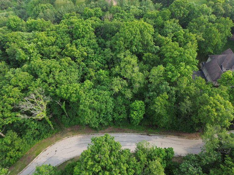 7407 Forest Oak Drive McHenry, IL 60050 - Photo 5 of 11 a view of a yard with plants and large trees